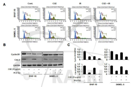 방사선이 조사된 B16F-1 및 SKMEL-5세포에서 CGE가 세포주기에 미치는 영향