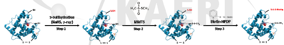 modified Biotin-switch assay 모식도. NaHS, SH 공여체; MMTS, 환원된 Cys 잔기의 알킬화 시약