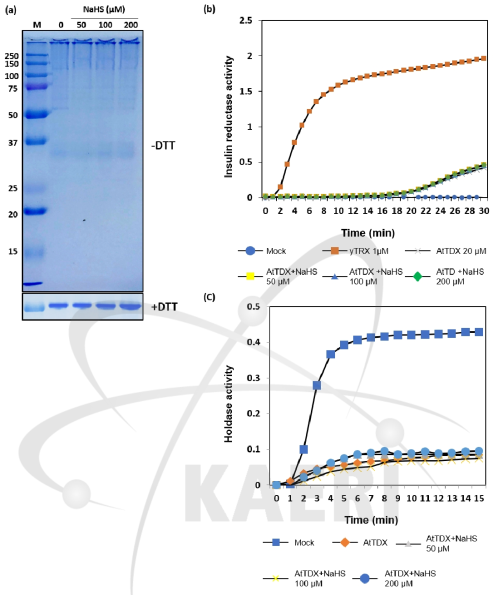 S-sulfhydration에 의한 AtTDX 단백질의 구조 및 활성 변화. (a) 구조 변화 관찰, (b) Insulin reductase 및 (c) Holdase 활성 분석