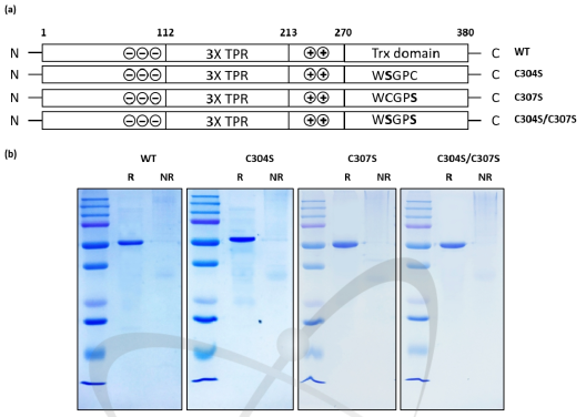 AtTDX 단백질의 S-sulfhydration된 Cys 위치 분석을 위한 Cys mutant 단백질 제작. Cys mutant 모식도 (a), 단백질 구조 확인 (b)