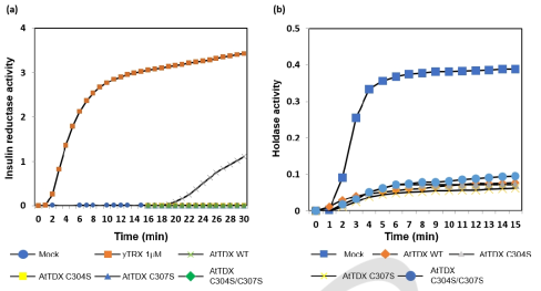 AtTDX 단백질의 wild type 및 Cys mutant 단백질의 Insulin reductase (a) 및 Holdase (b) 활성 분석