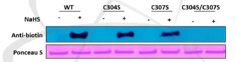 S-sulfhydration Cys 잔기 확인을 위한 AtTDX와 mutant 단백질의 modified biotin-switch assay