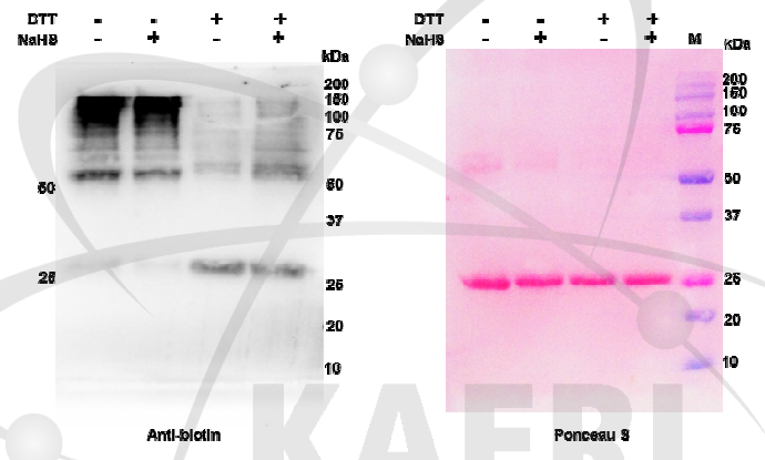 S-sulfhydration 확인을 위한 AtAPX1 단백질의 modified biotin-switch assay