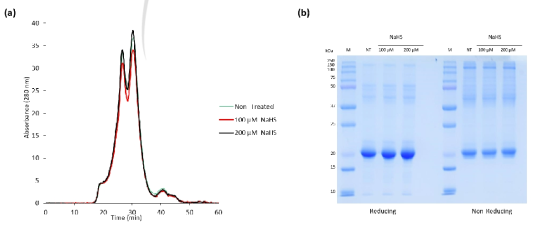 S-sulfhydration에 의한 AtAPX1 단백질의 구조 분석. a) size exclusion chromatography (SEC) 및 b) 12% reducing 및 non-reducing SDS-PAGE