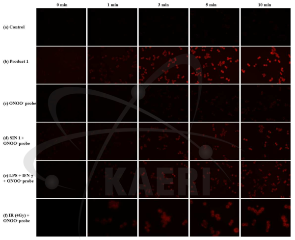 RAW 264.7 세포를 활용한 세포내 ONOO- 진단제의 활성화 영상화