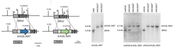 BRH2 변이균주 제조를 위한 프라이머 디자인 및 Southern blot 분석을 통한 유전자 손실 검증