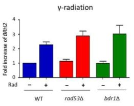 감마선 처리 조건에서의 Bdr1 전사조절인자 비의존적 BRH2의 발현 변화