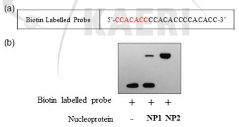 AGO2 promoter의 cis-element와 핵단백질 간의 결합 패턴 분석. (a) AGO2 promoter의 cis-element로 사용된 biotin-probe. (b) Zeocin이 처리된 핵단백질과의 biotin-probe의 결합 패턴 분석. NP1은 zeocin을 처리하지 않은 핵단백질 대조군(control)이고, NP2는 zeocin을 처리한 핵단백질임