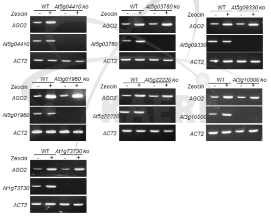 전사조절인자 돌연변이체의 AGO2 유전자 발현 패턴 분석. ACT2는 endogenous control로 이용