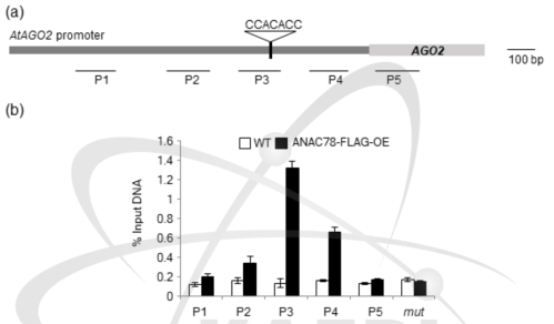 식물체 내에서의 ANAC78 전사조절인자와 AGO2 promoter의 cis-element(CCACACC)와의 결합 능력 분석. (a) ChIP assay 분석을 위한 AGO2 promoter의 결합 위치 모식도. (b) ChIP assay 분석 결과
