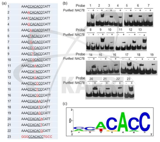 cis-element(CCACACC)의 single mutation 후의 결합 능력 분석. (a) 23종의 biotin-probe. (b) single mutation probe의 EMSA 분석 결과. (c) FIMO 툴 이용 cis-element 분석 결과
