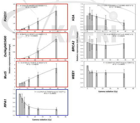 주요 DDR 유전자의 감마선 선량평가 모델. OsUBi가 대조구 유전자로 사용됨