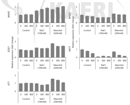 CsCl와 NaCl 또는 mannitol의 병용 처리 후 Na 흡수유전자 발현 비교