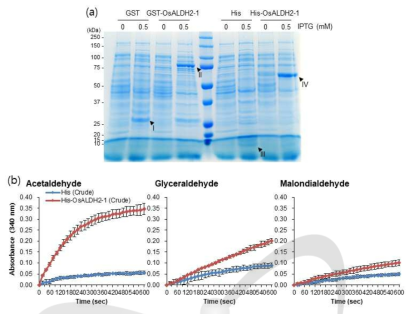 OsALDH2-1 단백질(crude protein)의 ALDH 효소 활성 분석. (a) 최적 조건의 단백질과발현. (b) 3종의 aldehyde 기질을 이용한 ALDH 효소 활성 분석. GST와 His는 pGEX-4T-3와 pET-28a 벡터를 의미함