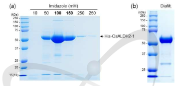 OsALDH2-1 단백질의 순수 정제. (a) TALON metal affinity chromatography resin을 이용한 순수 정제. (b) 버퍼 교환(diafiltration) 후의 OsALDH2-1 단백질