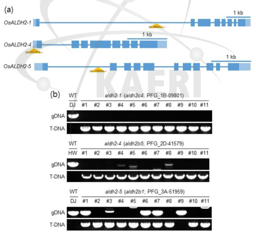 ALDH 유전자의 돌연변이체 선별. (a) 돌연변이체의 T-DNA 삽입 위치. (b) Genomic DNA와 PCR 이용한 순종 돌연변이체 선별 결과