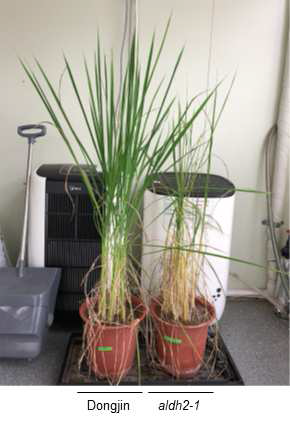 aldh2-1 돌연변이체의 가뭄 스트레스 저항성. 2달간 생장한 식물체는 7일간 가뭄 처리(drought) 후 5일간 회복(re-watering)하였음
