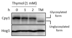 Thymol 처리 후 CPY 단백질의 당화 변화