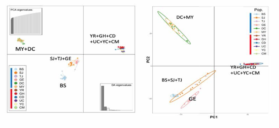 낙동납자루와 칼납자루 개체군들 간 유전적 구조 파악을 위한 DAPC (왼쪽)와 PCA (오른쪽) 분석 결과
