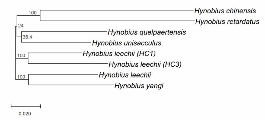 단백질 서열 변이를 통합 분석한 동아시아 서식 Hrnobius 종의 계통수
