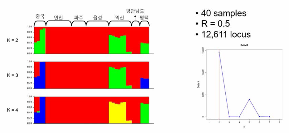 수원 청개구리의 ddRAD-seq을 이용한 STRUCTURE 분석 결과 (2)