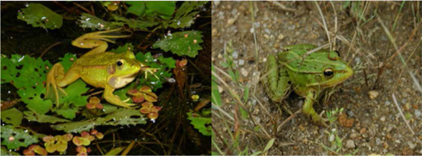 금개구리 (P. chosenicus; 왼쪽)과 참개구리 (P. nigromaculatus； 오른쪽)
