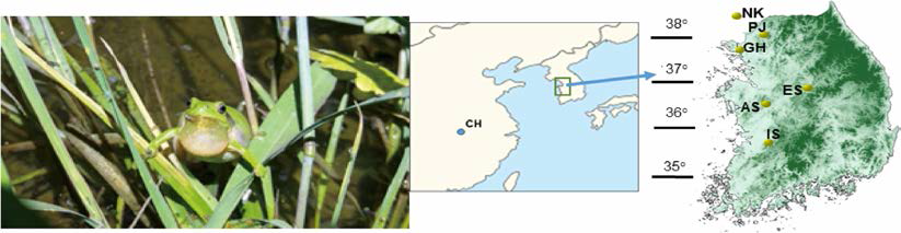 수원청개구리(Hyla suwoenensis) 사진(왼쪽)과 유전다양성 연구에 사용된 시료 채취 장소 (오른쪽)