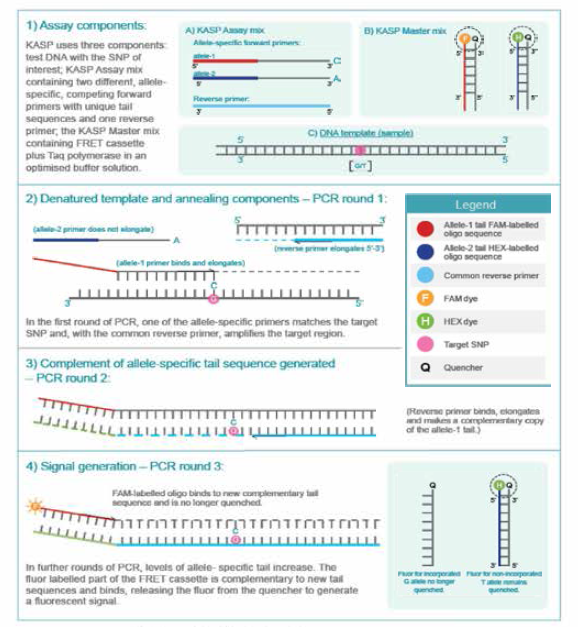KASP Assay 작동 원리 (출처 - LGC Biosearch Technologies)