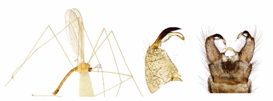 Lipsothrix odaesana n. sp