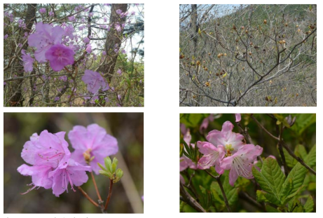 진달래(왼쪽; Rhododendron mucronulatum var. mucronulatum) 및 철쭉(오른쪽; R. schillipenbachii)