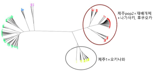 Genetic distance를 기반으로 작성된 개체간 Neighbor joining 트리