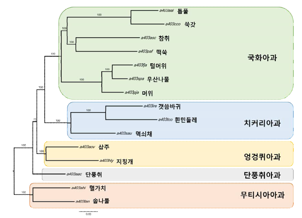 국화과 15종의 핵 전사체 기반 ML 계통수