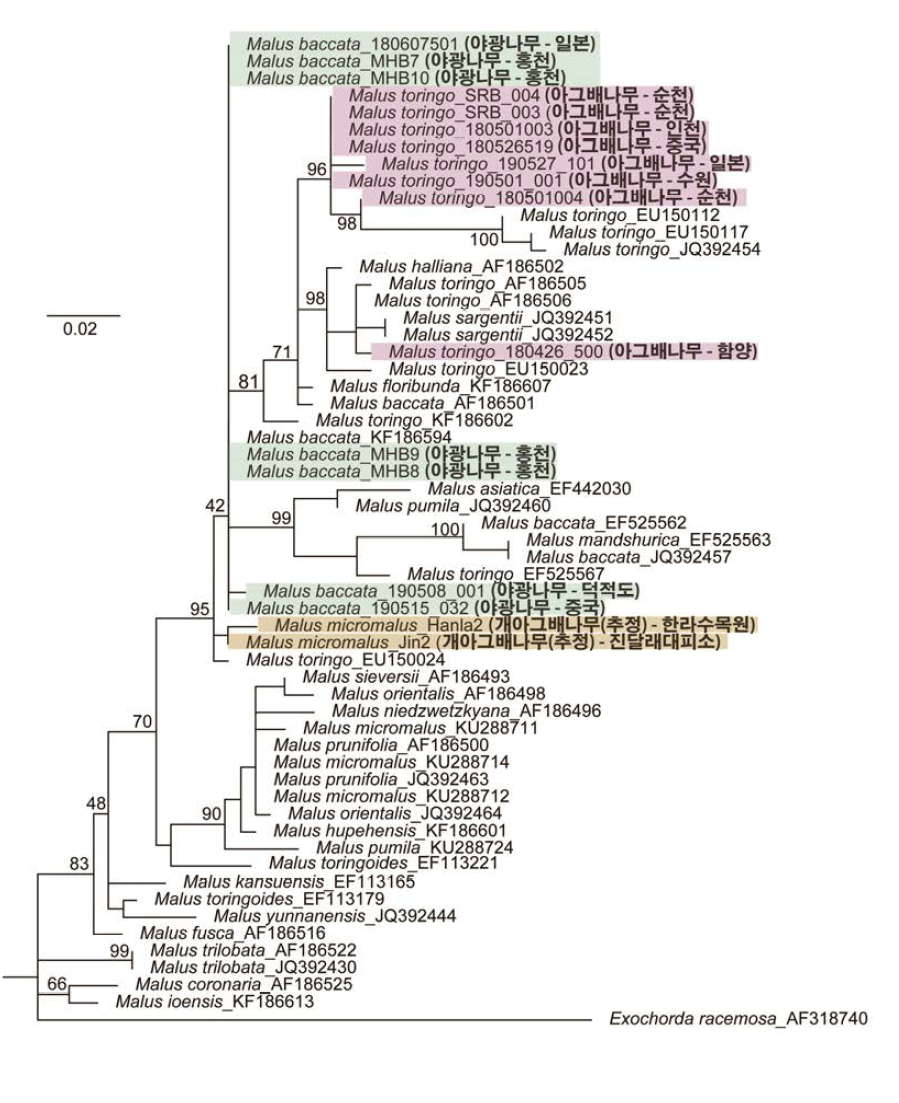 핵 DNA ITS구간 염기서열을 기반으로 한 사과나무속 Maximum Likelihood 계통 분석 결과