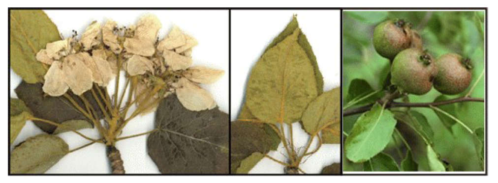 백운배나무 꽃(좌), 잎(중), 열매(우) 사진