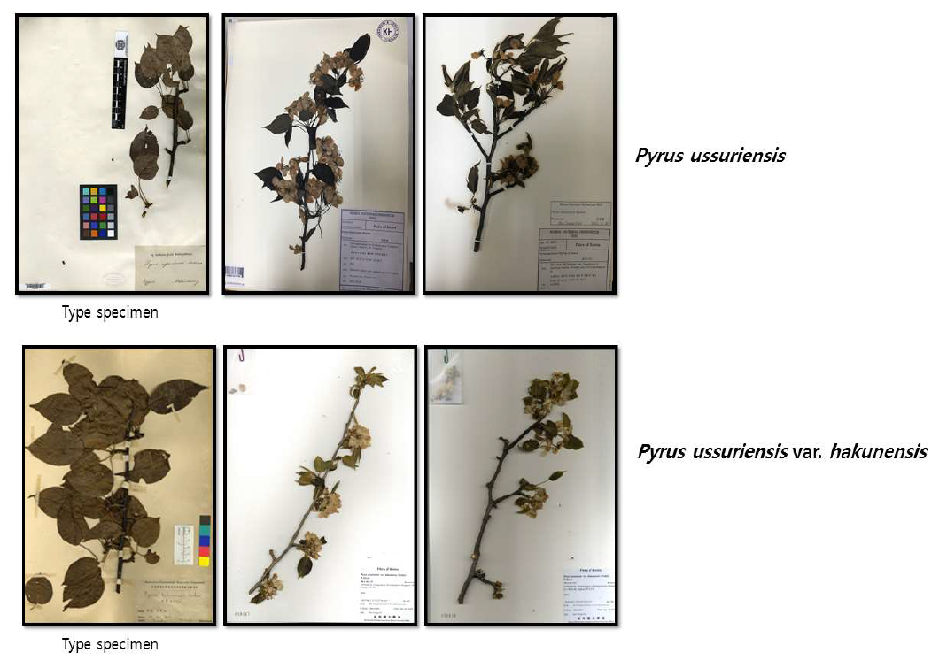 산돌배나무와 백운배나무의 기준표본과 국립수목원과 하은식물표본관에서 확보한 표본사진