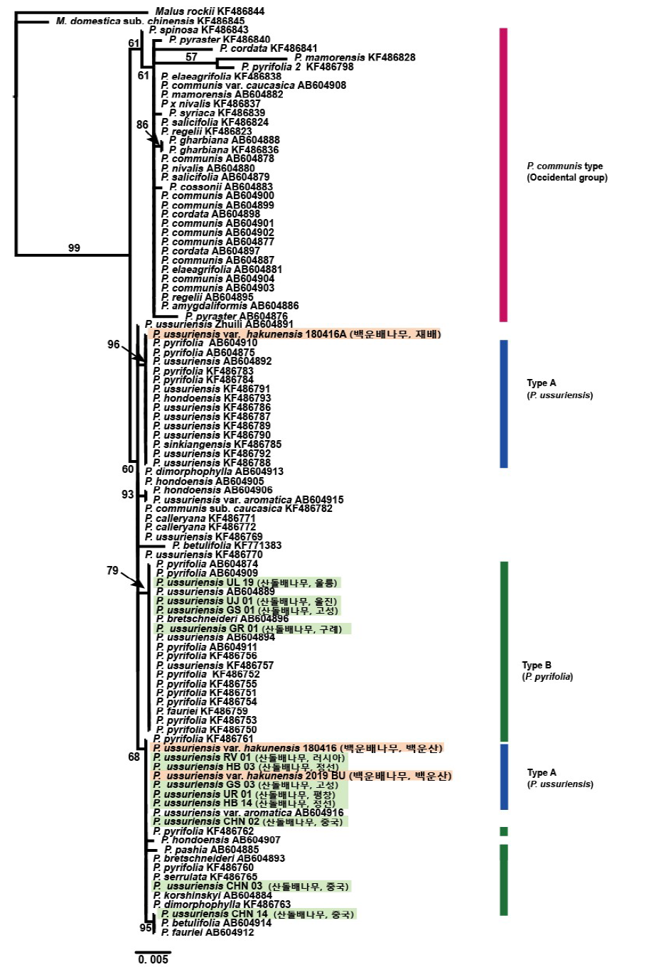 엽록체 DNA accD-psaI 구간 염기서열을 기반으로 한 배나무속 Maximum Likelihood 계통분석