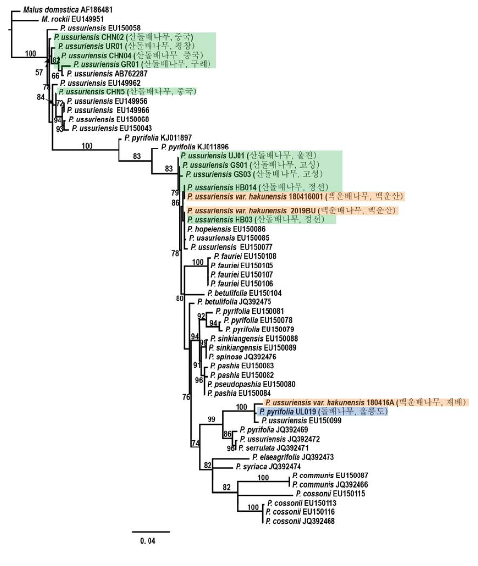 핵 DNA rITS 구간 염기서열을 기반으로 한 배나무속 Maximum Likelihood 계통분석