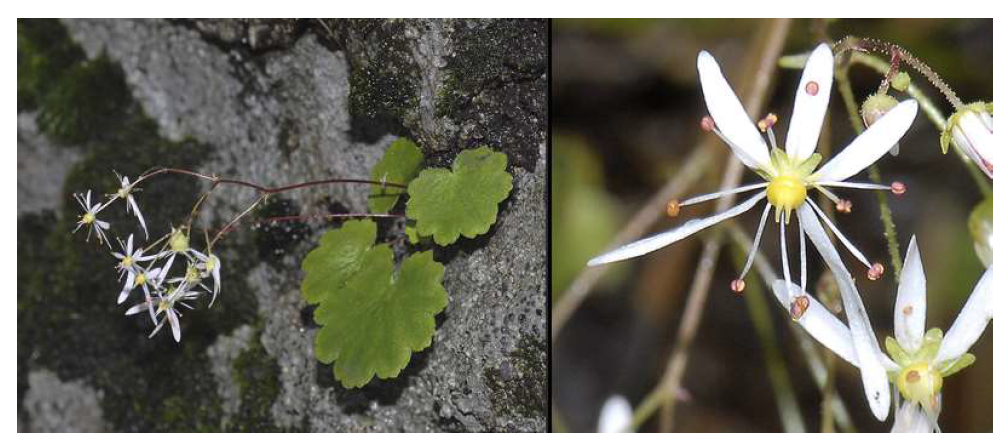바위떡풀의 식물체 사진: 생태형(좌), 꽃(우)