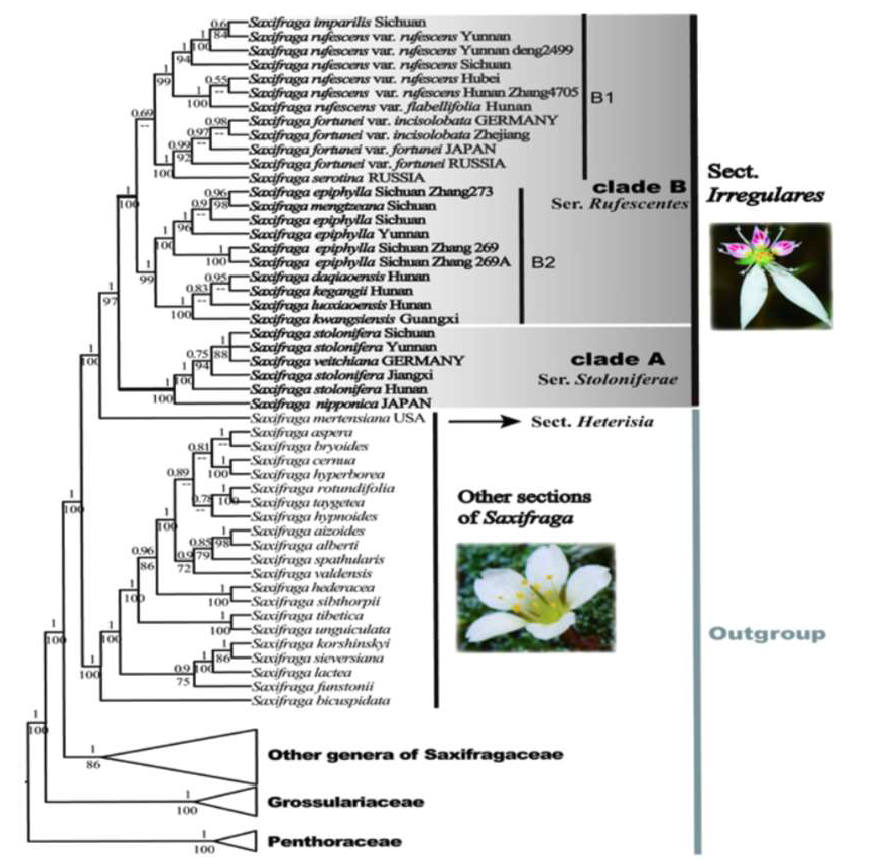 범의귀속내 바위취절의 계통학적 위치 및 바위취절 식물 간의 계통유연관계 (Zhang et al. 2019)