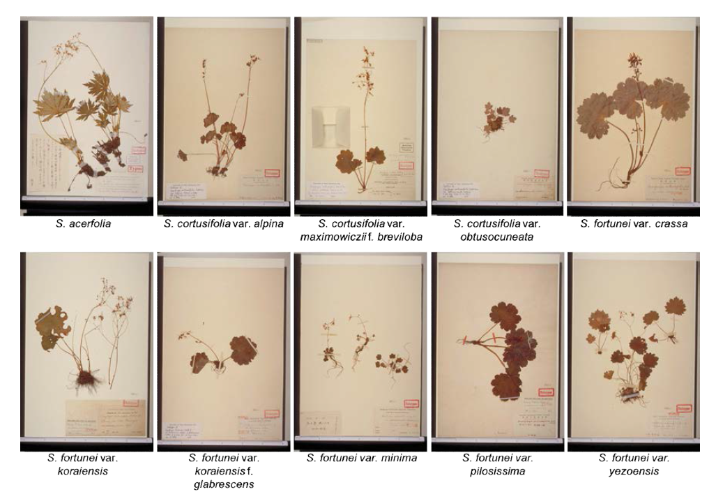 일본 도쿄 대학교 표본관에서 확보한 바위취절 기준표본의 고화질 표본 사진
