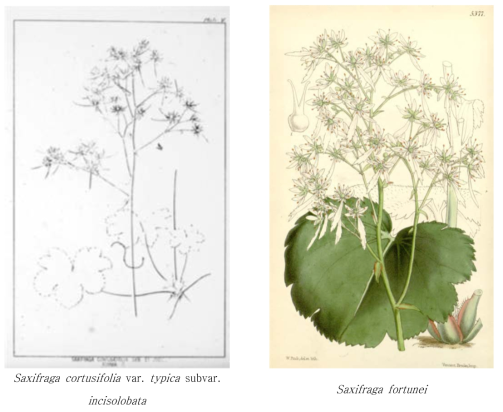 기재 당시 활용한 Saxifraga fortunei var. incisolobata와 S. fortunei 도판