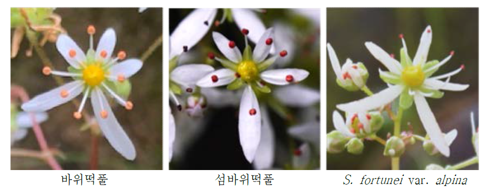 바위떡풀, 섬바위떡풀, S. fortunei var. alpina의 꽃 형태 비교