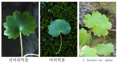 바위떡풀, 섬바위떡풀, S. fortunei var. alpina의 잎 형태 비교