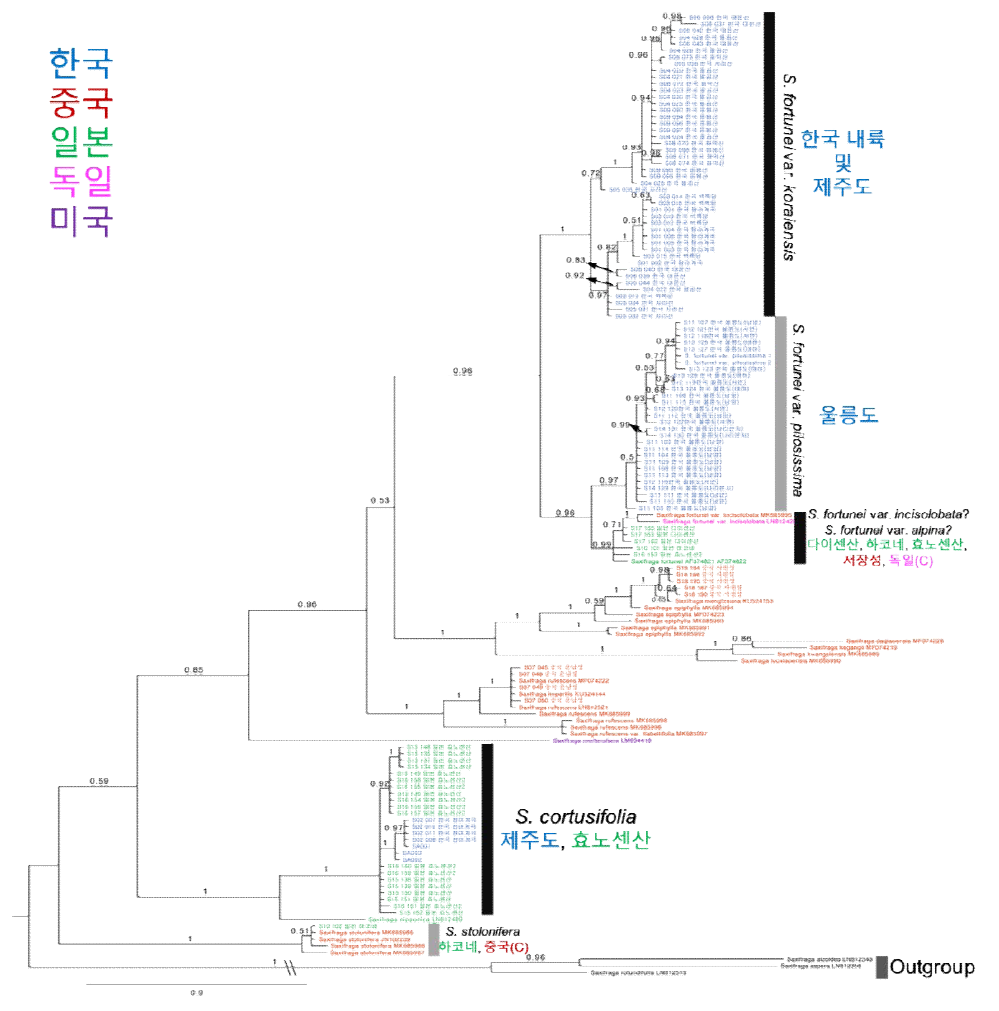 nrDNA ITS 지역의 염기서열에 기반 한 바위취절 베이시안 추론 분석 결과. 지역명 옆 (C)는 재배개체를 의미. 가지 위/아래 숫자는 사후확률