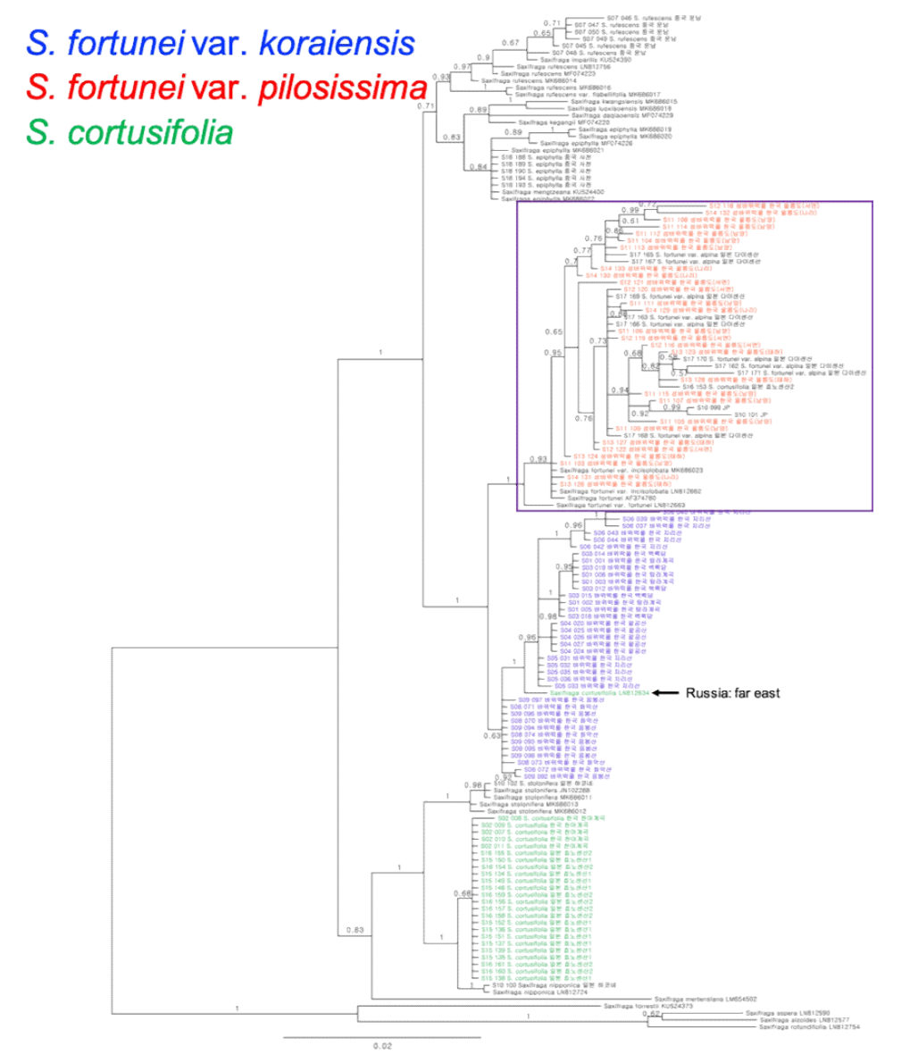cpDNA trnL-F 지역의 염기서열에 기반 한 바위취절 베이시안 추론 분석 결과. 가지 위/아래 숫자는 사후확률. 보라색 상자는 S. fortunei var. alpina