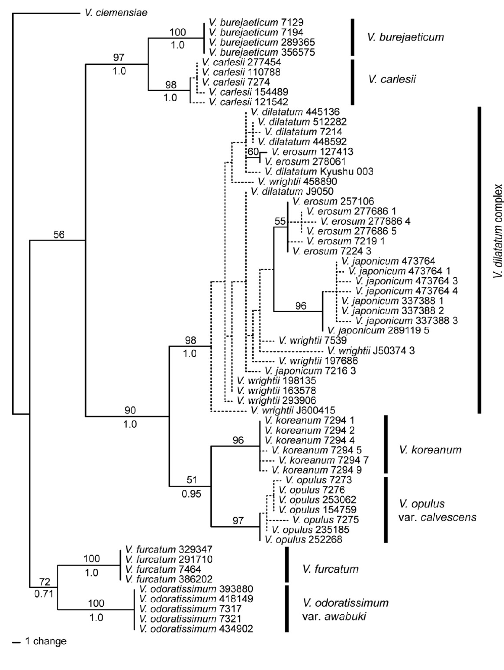 선행연구: 한국산 Viburnum 속의 ITS 염기서열 계통 분석 결과(Choi et al., 2018). 가막살나무 복합체의 계통이 불명확한 것으로 나타남