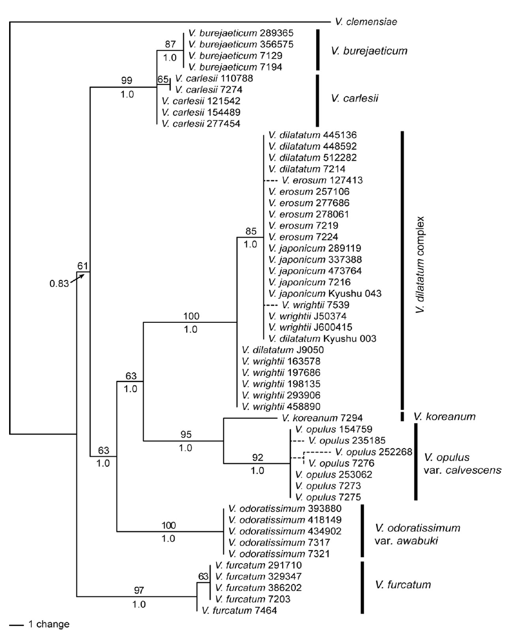 선행연구: 한국산 Viburnum 속의 cpDNA 염기서열(rbcL, matK, psbA-trnH) 계통 분석 결과(Choi et al., 2018). 가막살나무 복합체 내의 변이가 거의 없는 것으로 나타남