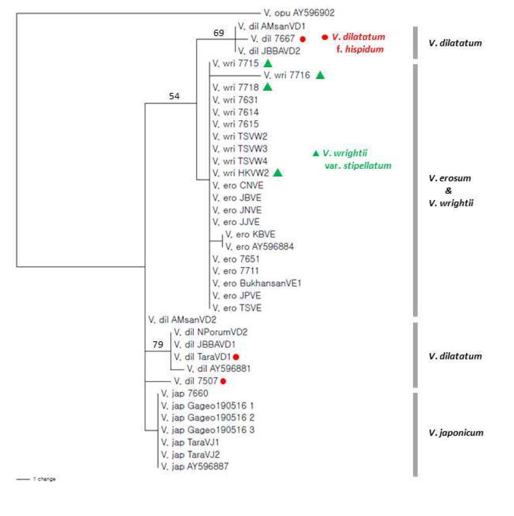 가막살나무와 근연분류군의 WAXY2 염기서열 MP 계통 분석 결과