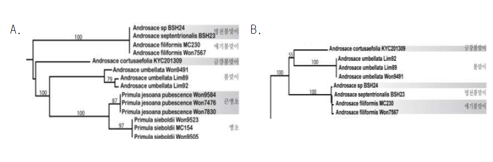 DNA barcoding 분석을 통해 얻어진 한국산 봄맞이속의 계통