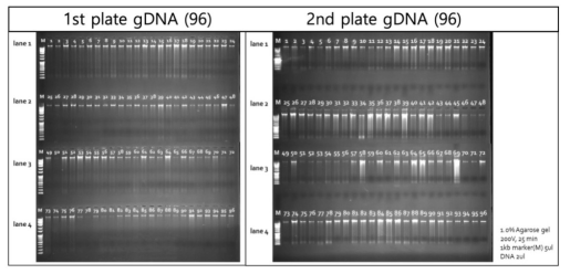 미선나무 192개 샘플의 gDNA quality 전기영동 결과
